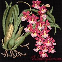 Odontoglossum