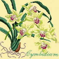 Cymbidium Orchid