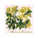 HELLEBORE MOONDANCE