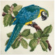 Macaw