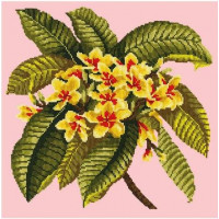 Frangipani