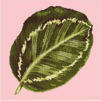 CALATHEA LEAF