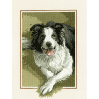 BORDER COLLIE