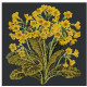 Cowslip