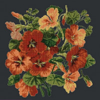 Nasturtium