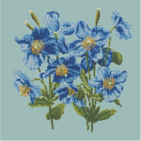 Himalayan Poppy