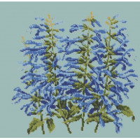 Salvia