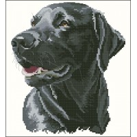 Black Labrador