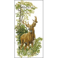 Forest Deer