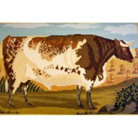 Shorthorn Ox