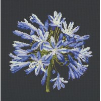 Agapanthus