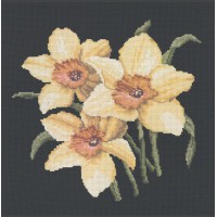 Daffodils