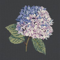 Hydrangea