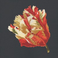 Parrot Tulip