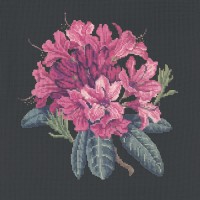 Rhododendron