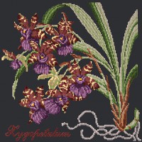 Zygopetalum