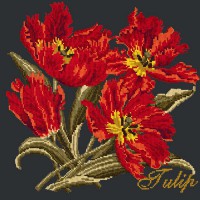 Tulip