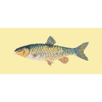 Freshwater Chub