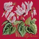 Cyclamen