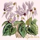 Cyclamen