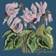 Cyclamen