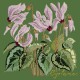 Cyclamen