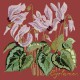 Cyclamen