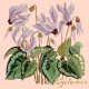 Cyclamen