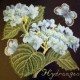 Hydrangea