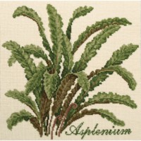 Asplenium