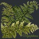 Dryopteris