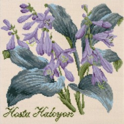 Hosta Halcyon