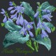 Hosta Halcyon