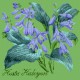 Hosta Halcyon