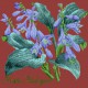 Hosta Halcyon