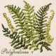 Polypodium