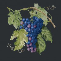 Grapes