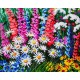 Dasies & Sunflowers