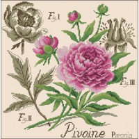 Peony