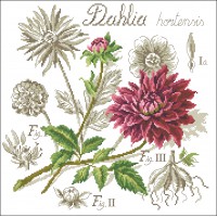 Dahlia