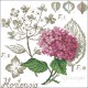 Hortensia