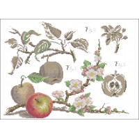 Botanical-Apples