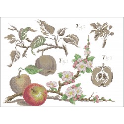 Botanical-Apples
